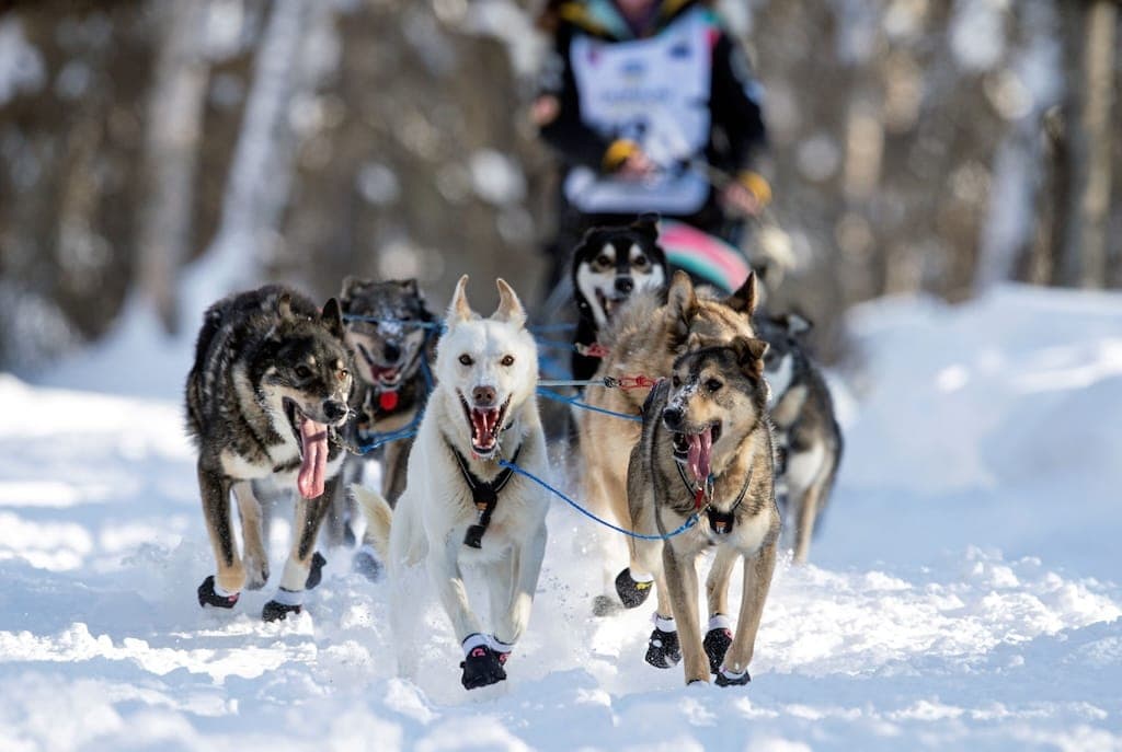 Iditarod Racing Alaska