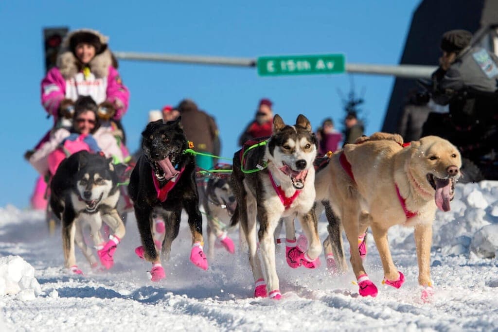 Iditarod Trail Sled Dog Race