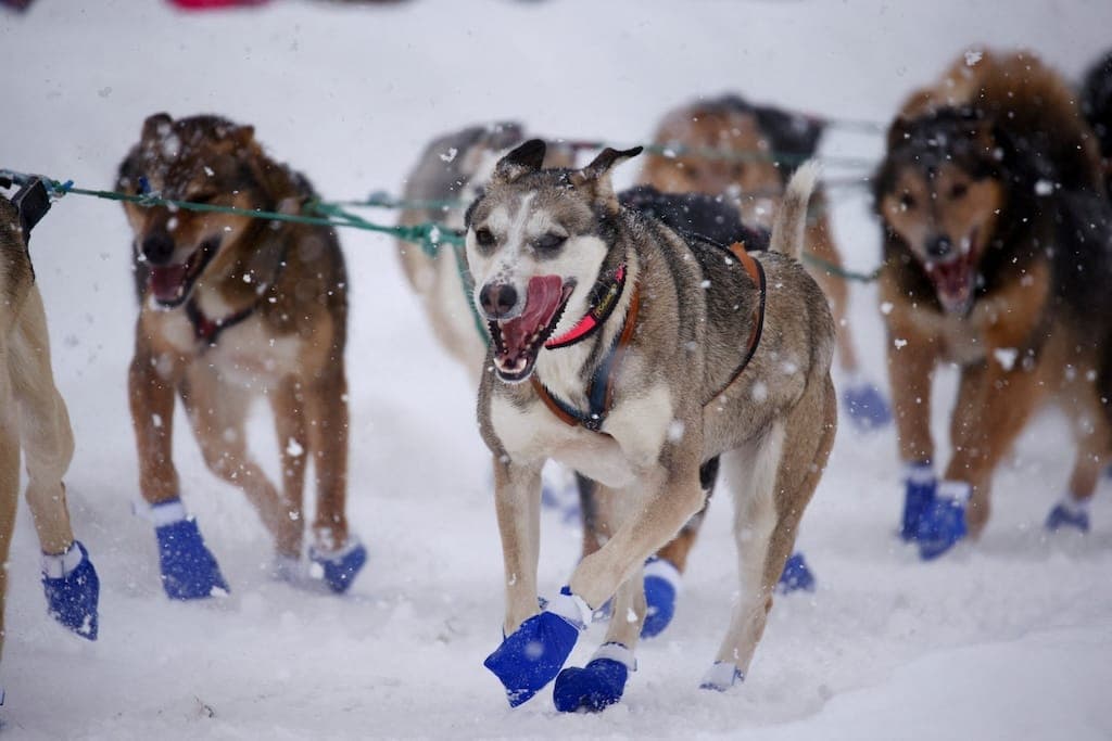 Sled Dog Race in Alaska